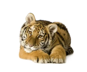 Papier Peint photo Lavable Tigre Tiger cub (5 months)
