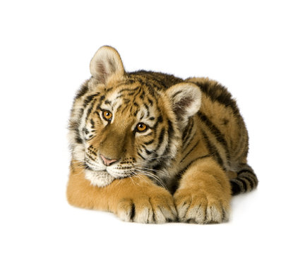 Fototapeta Tiger cub (5 months)