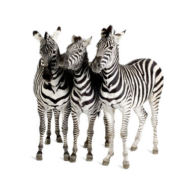 Zebra