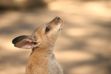 Känguru