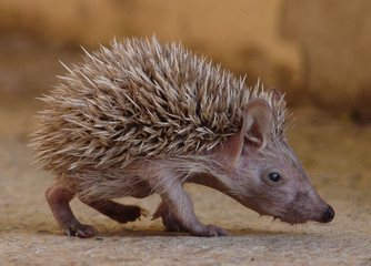 erizo © miguel sanchez