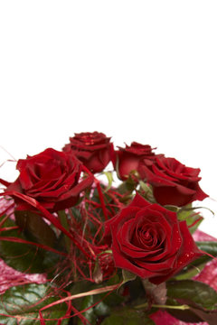 Beautiful bouquet of dark red roses on white