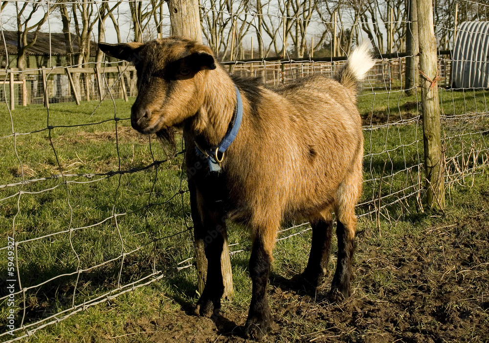 Wall mural goat