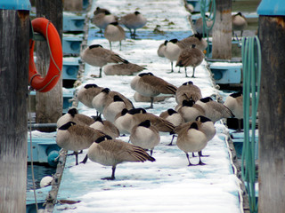 Sleeping geese on dock