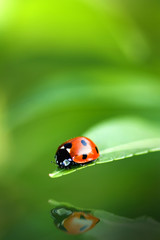 Fototapeta premium Ladybird bug on a leaf with green background