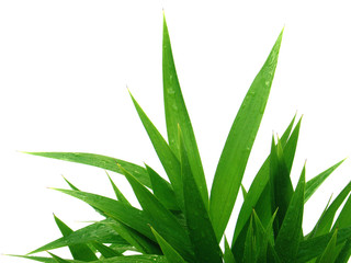 herbe