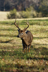 a large whitetail buck