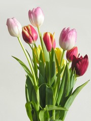 Obraz premium bukiet wiosennych tulipanów