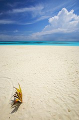 Tropical beach with small palmtree, Maldives