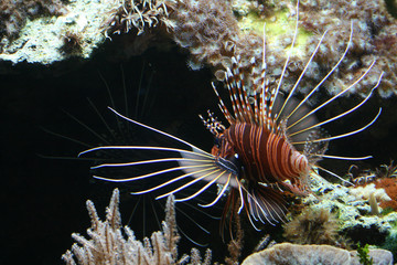 Pterois antennata
