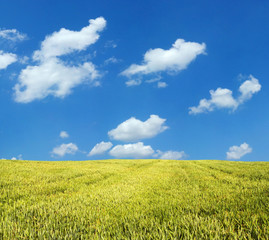Wheat field under blue sky