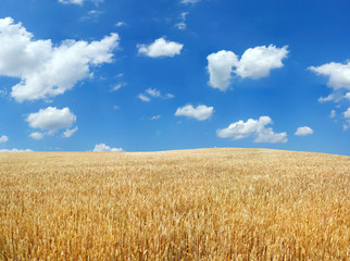 Wheat field under blue sky