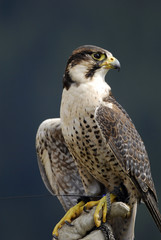 Falco pellegrino
