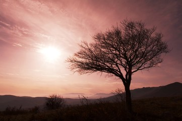 Fototapeta na wymiar Drzewo na zachodzie słońca