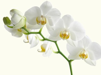 white orchid bunch