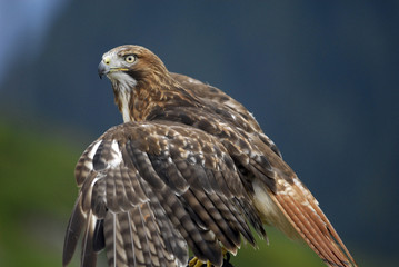 Red-tailed Hawk 