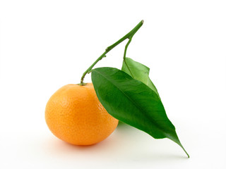 Tangerine