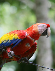 Scarlet Macaw on a barbed wire fence