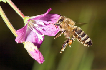 Biene und Weidenröschen © heiwa