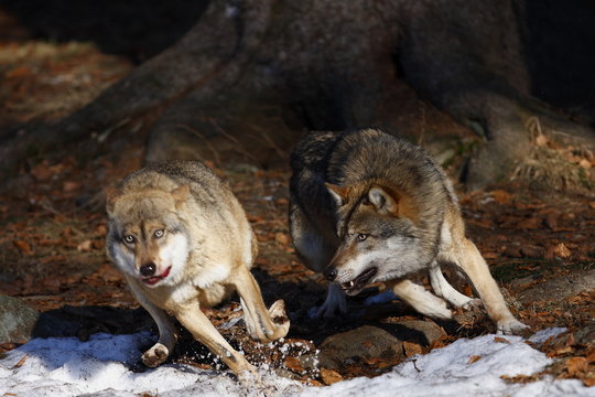 Fototapeta Wolf jagt Wolf