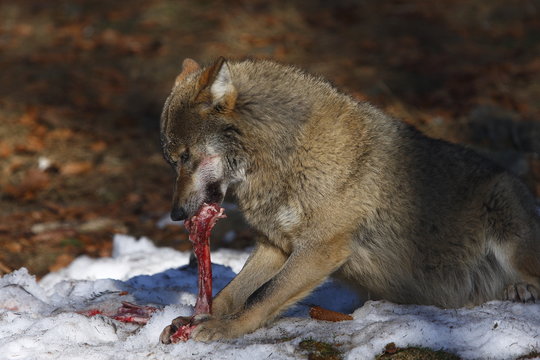 Wolf mit Beute