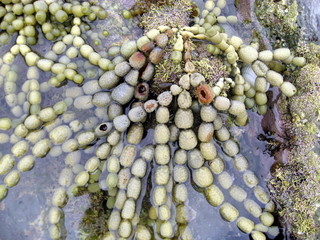 Seaweed