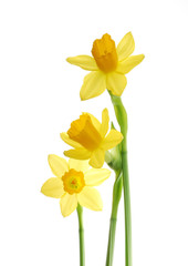 Bunch of yellow spring daffodils against white background - 5957333