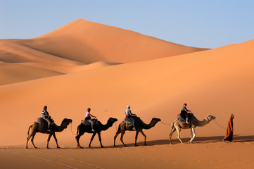 Camel caravan going the sand dunes in the Sahara Desert