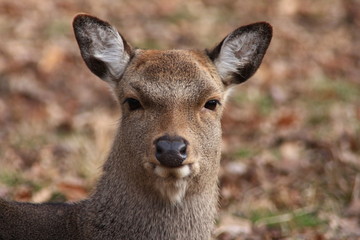 Obraz premium Damwild