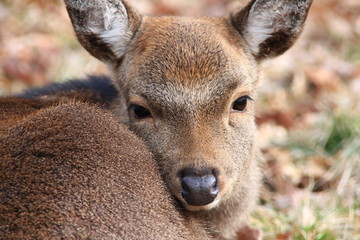 Fototapeta premium Damwild