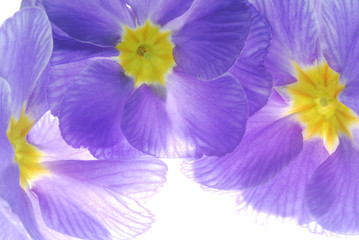 Obraz na płótnie Canvas blue pirmula flowers on light box