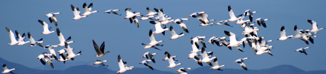 A Flock of Snow Geese Over the Mountains