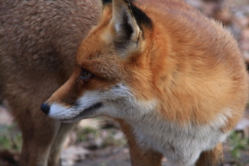 Fototapeta premium Fuchs