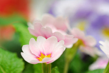 Obraz na płótnie Canvas pink primula flower