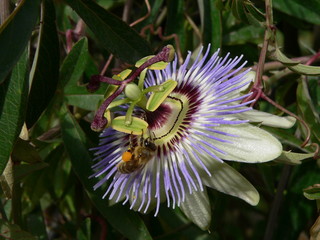 Passiflora