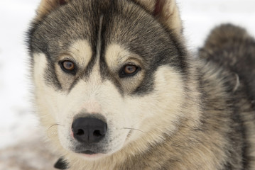 Close Up portrait of a Greenland Sledge Dog