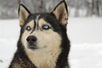 Close Up portrait of a Greenland Sledge Dog on alert
