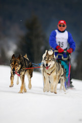 Chiens de traineaux