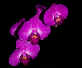 flower, orchids