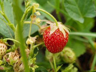strawberry