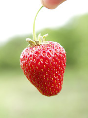 strawberry
