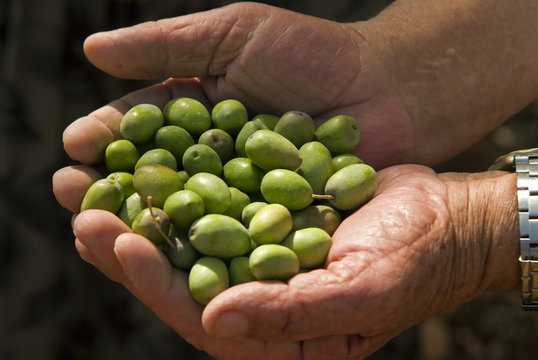 Olives In Old Man's Hands