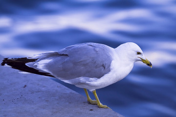 Seagull