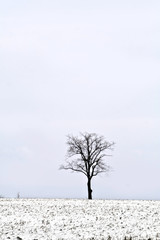 Fototapeta na wymiar Single tree in a field, winter scene
