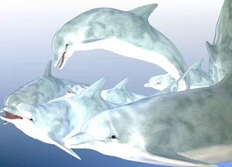 Foto auf Acrylglas Delphine im Schwarm © theogott