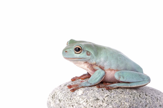 frog macro - a tree frog ( litoria caerulea ) isolated on white