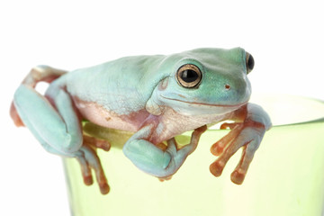 frog macro - a tree frog ( litoria caerulea ) isolated on white