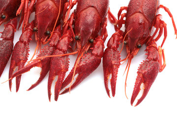 red crawfish on white background