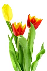 Colorful tulips isolated on a white background