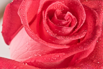 Macro image of  red rose with water drops